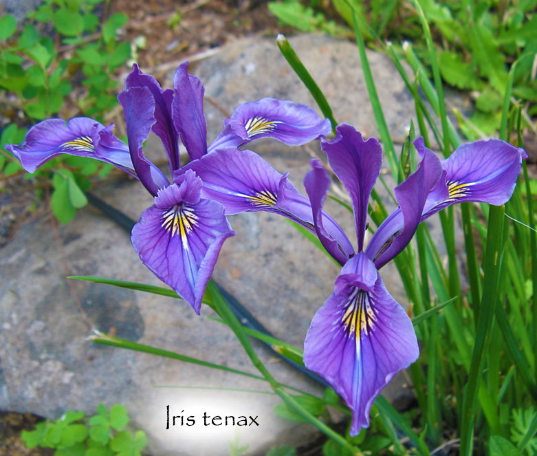 Iris Tenax - Oregon Iris