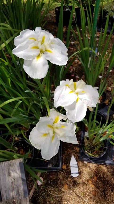 Iris x 'Gigantic White'