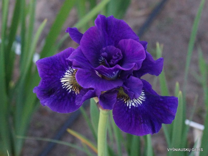 Iris sibirica 'Kaboom'