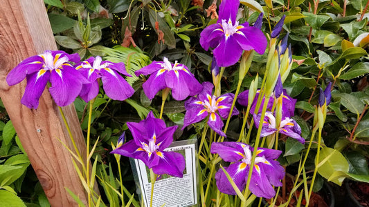 Iris ensata 'Royal Robes'