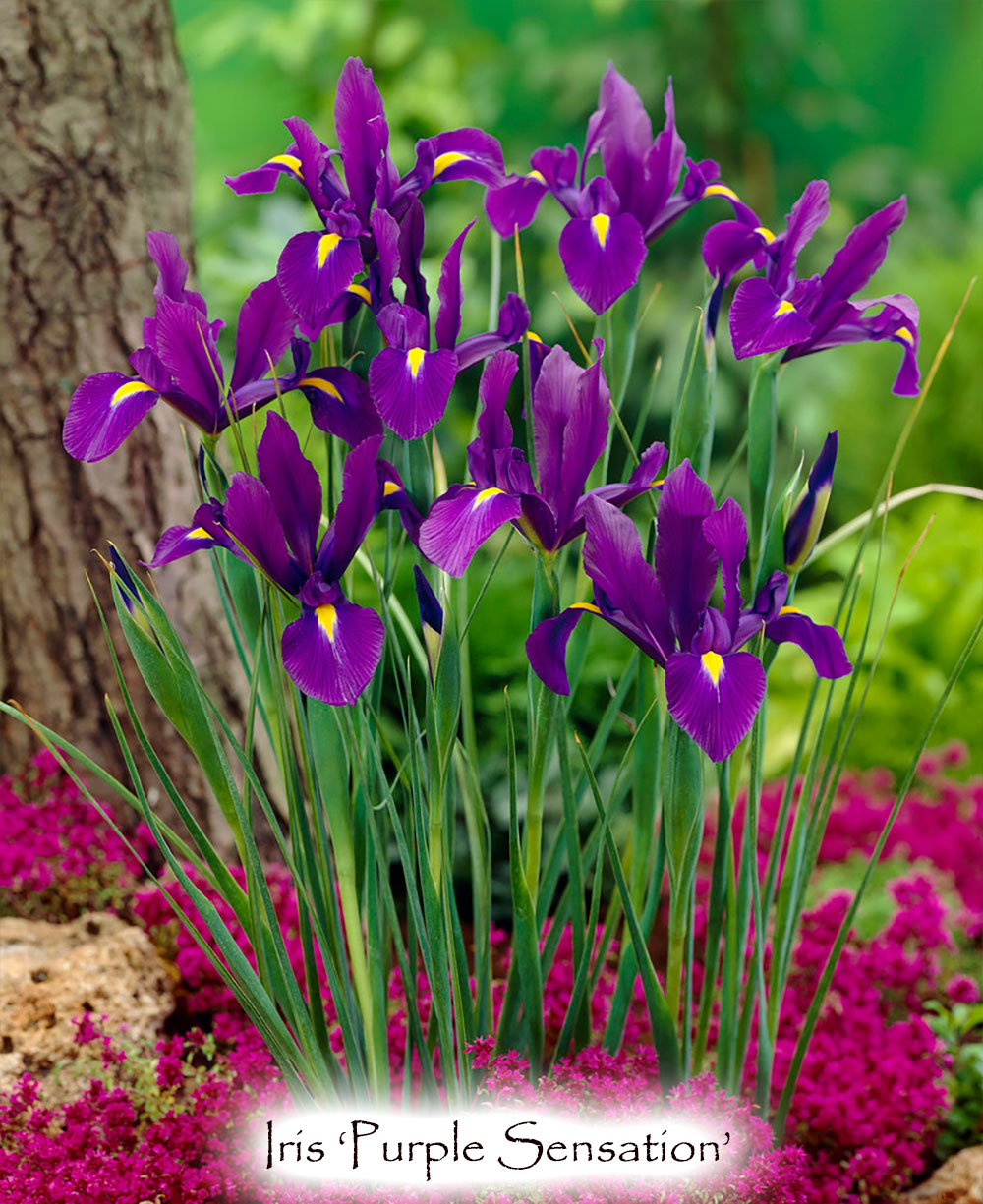 Iris x hollandica 'Purple Sensation'