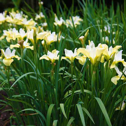 Iris sibirica 'Butter & Sugar'