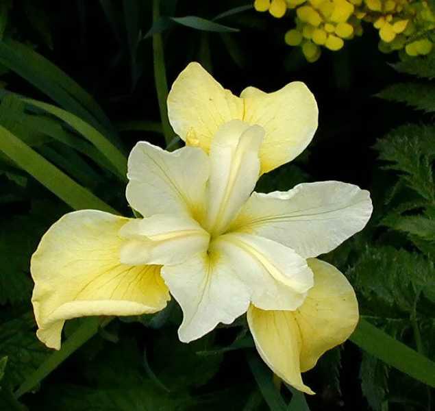 Iris sibirica 'Butter & Sugar'