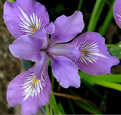 Iris Tenax - Oregon Iris