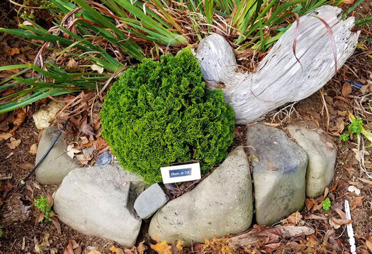 Chamaecyparis obtusa 'JR'