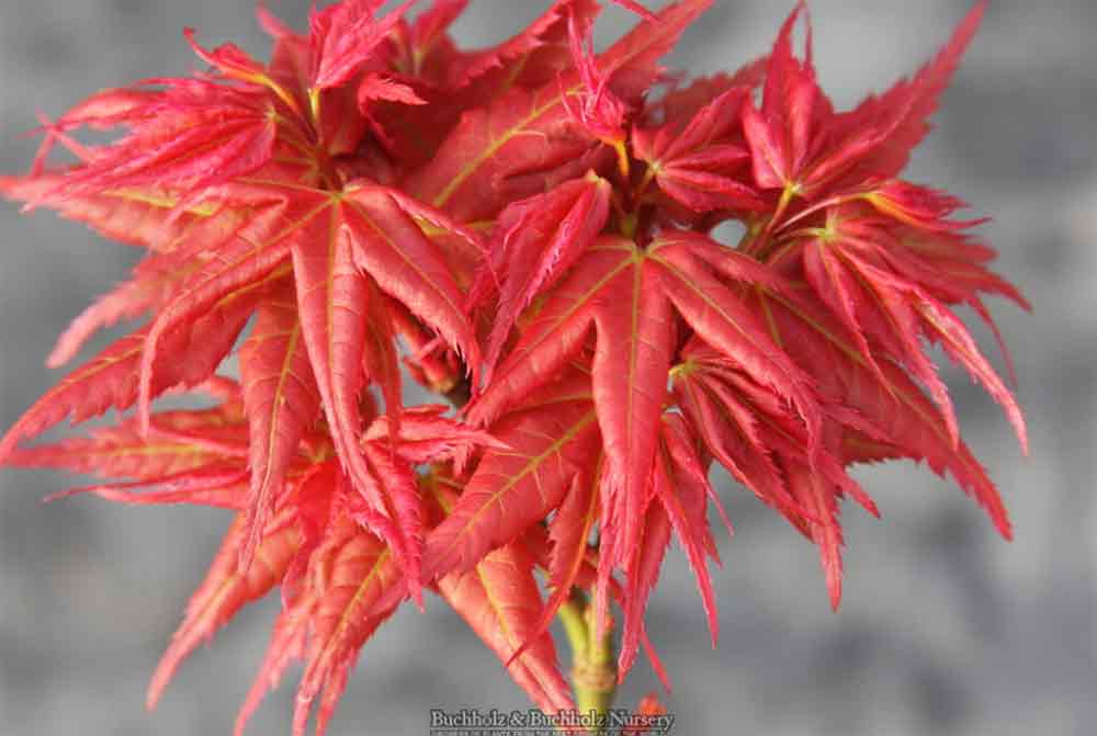 Acer palmatum 'Japanese Princess'