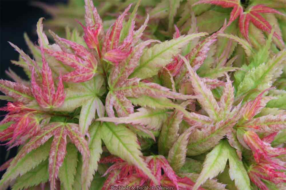 Acer palmatum 'Japanese Princess'