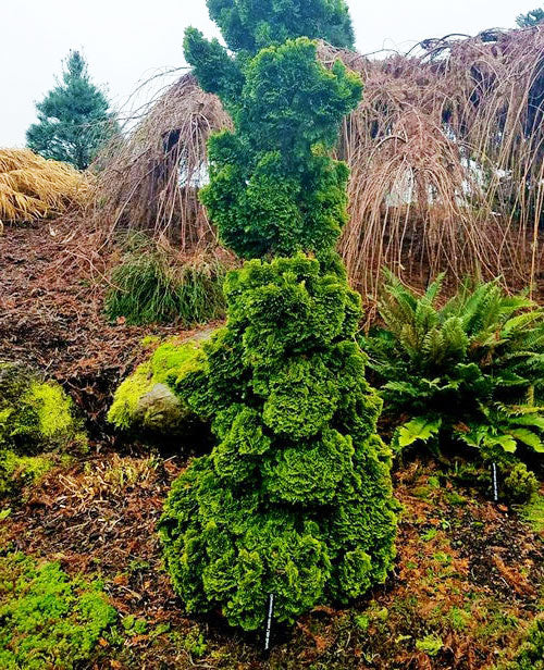 Joel Springarn Hinoki Cypress