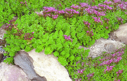 Sedum spurium 'John Creech'