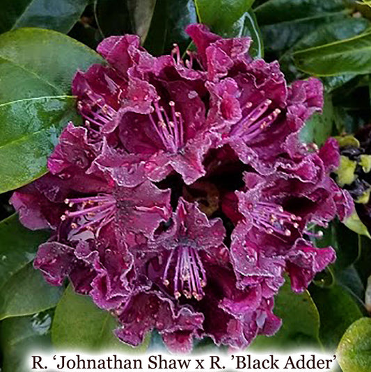 R. 'Johnathan Shaw' x R. 'Black Adder'