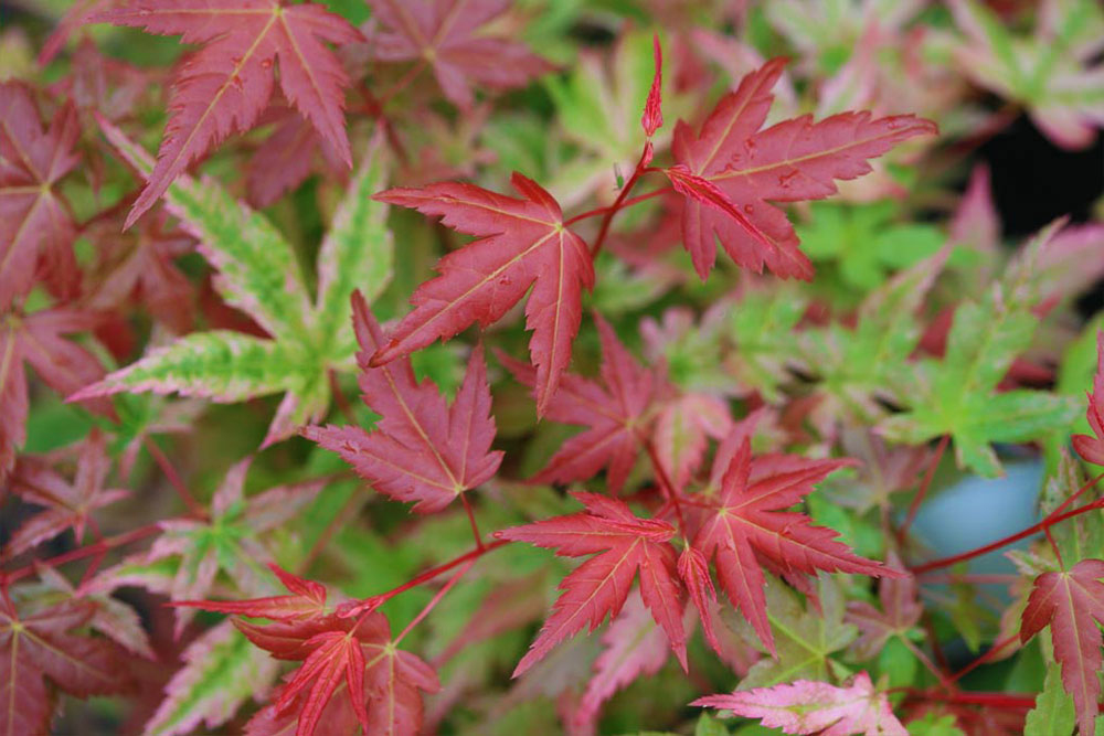 Acer palmatum 'Johnnie's Pink'