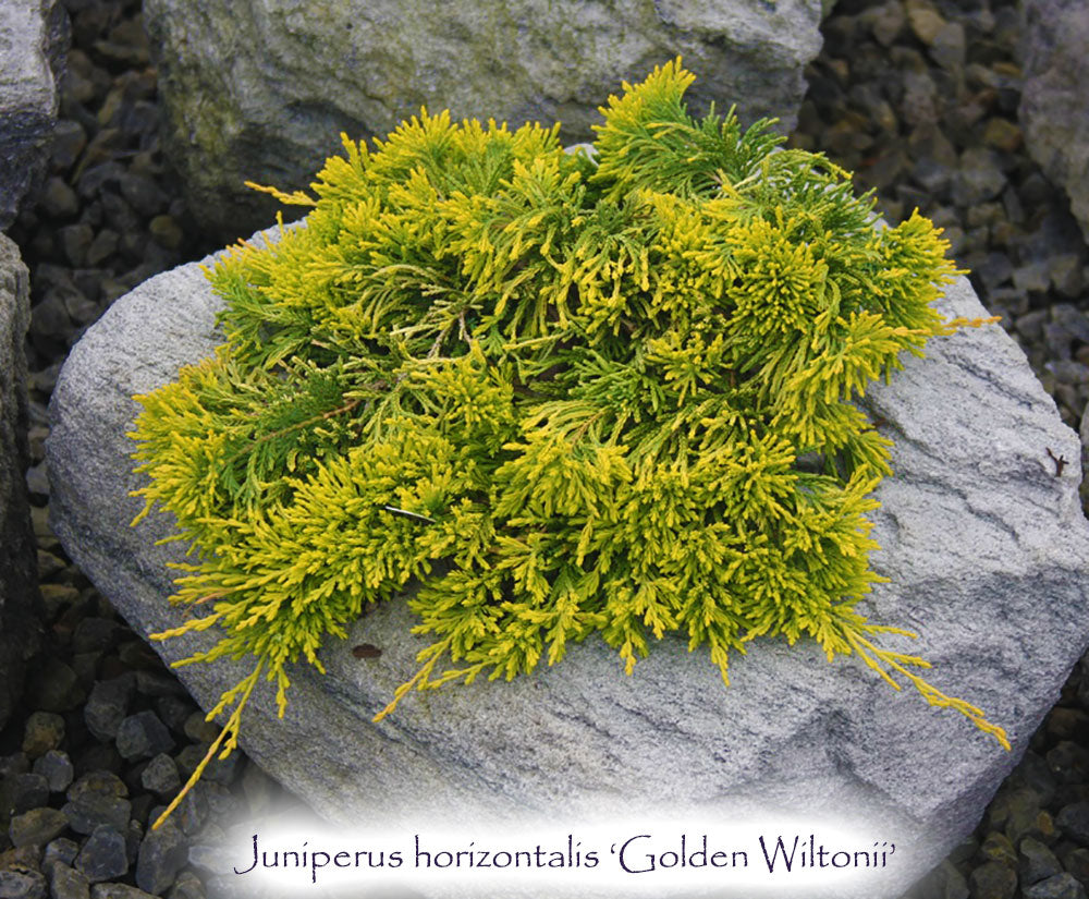 Juniperus horizontalis 'Golden Wiltonii'