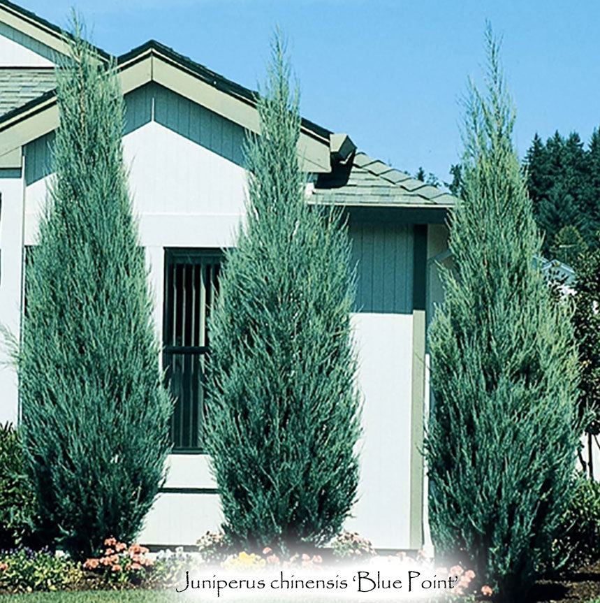 Blue Point Juniper Tree Roots at Anthony Monroy blog