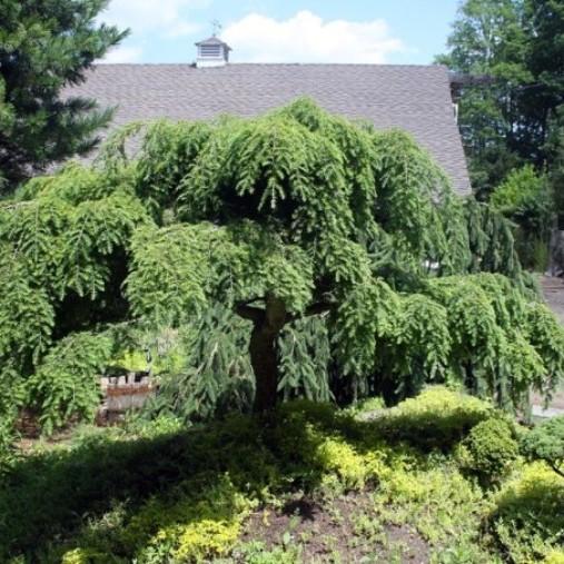 Juniperus communis 'Oblonga Pendula'