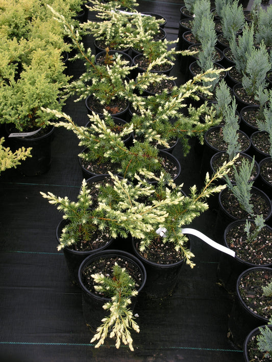 Juniperus rigida 'Hikari'