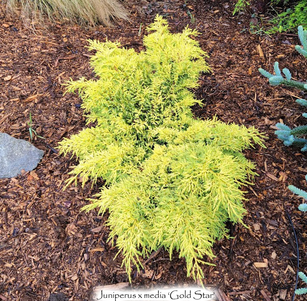 JUNIPERUS chinensis 'Gold Star'