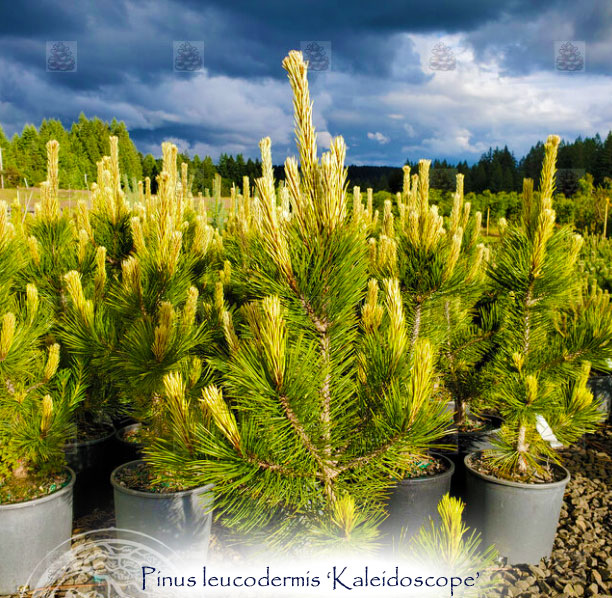 Pinus leucodermis 'Kaleidoscope'