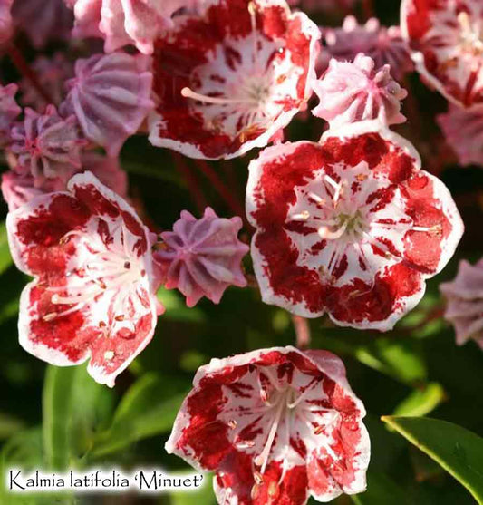 Kalmia latifolia 'Minuet'   Mountain Laurel