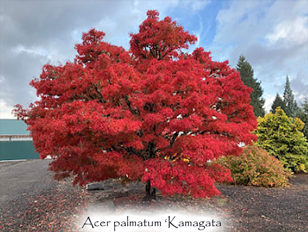 Acer palmatum 'Kamagata'