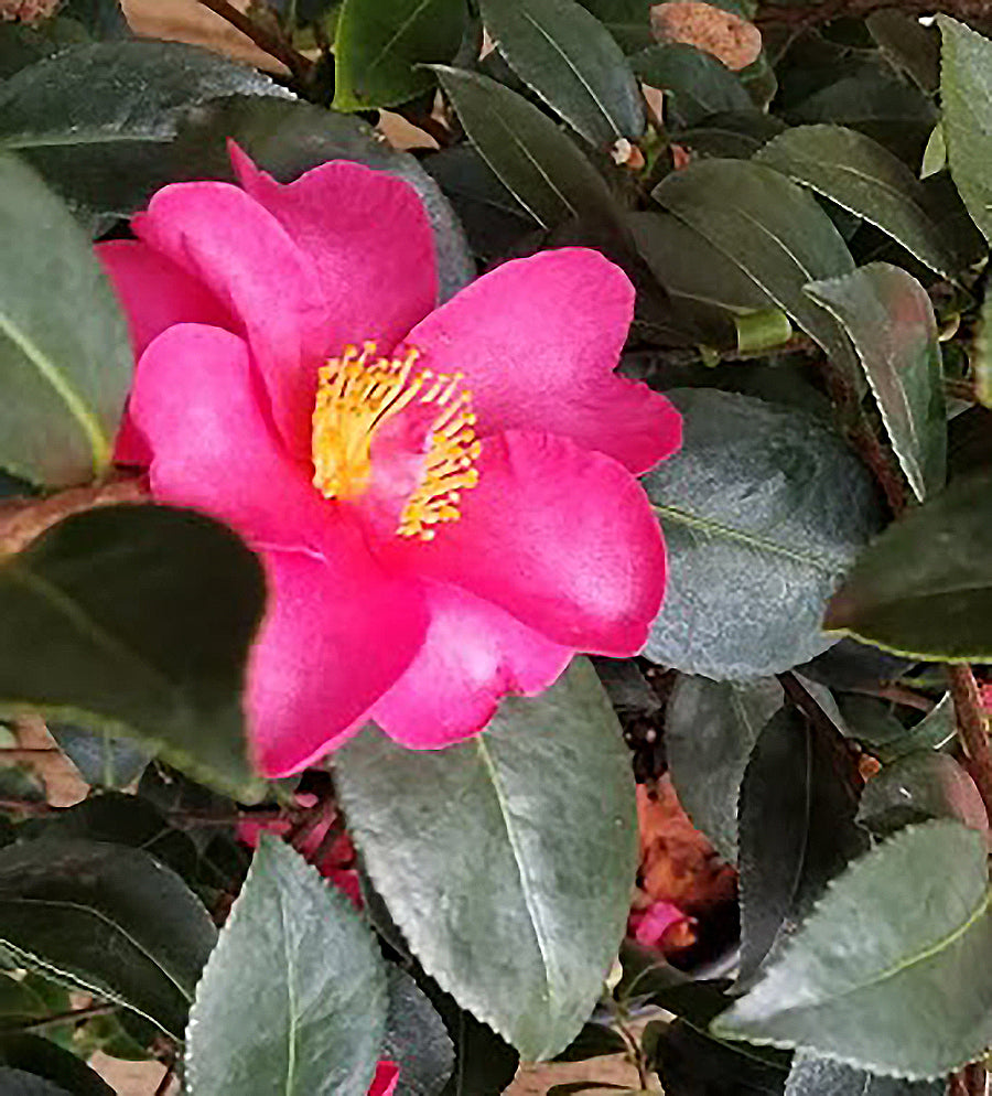 Camellia sasanqua 'Kanjiro'