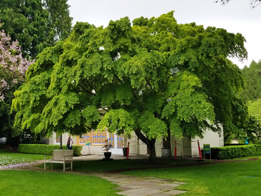 Katsura Tree