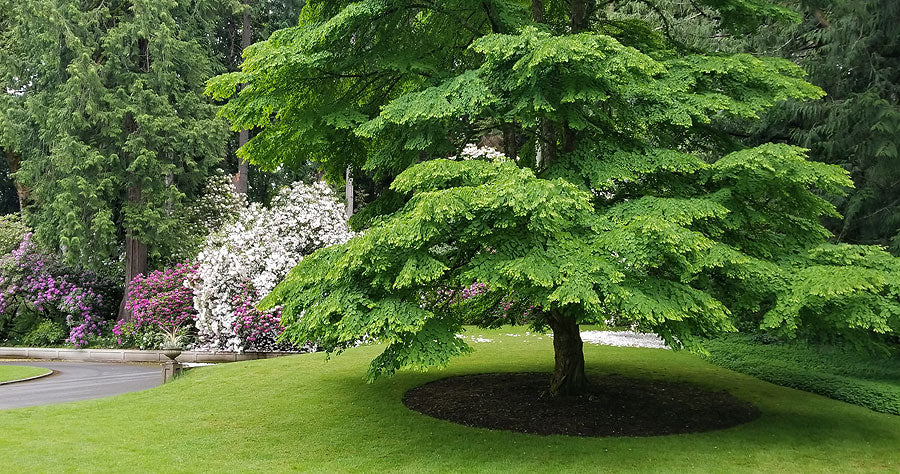 Katsura Tree