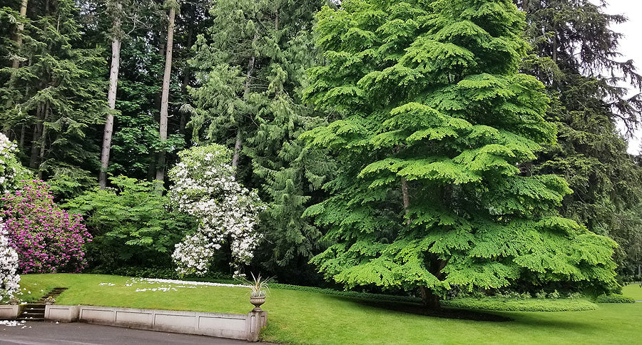 Katsura Tree