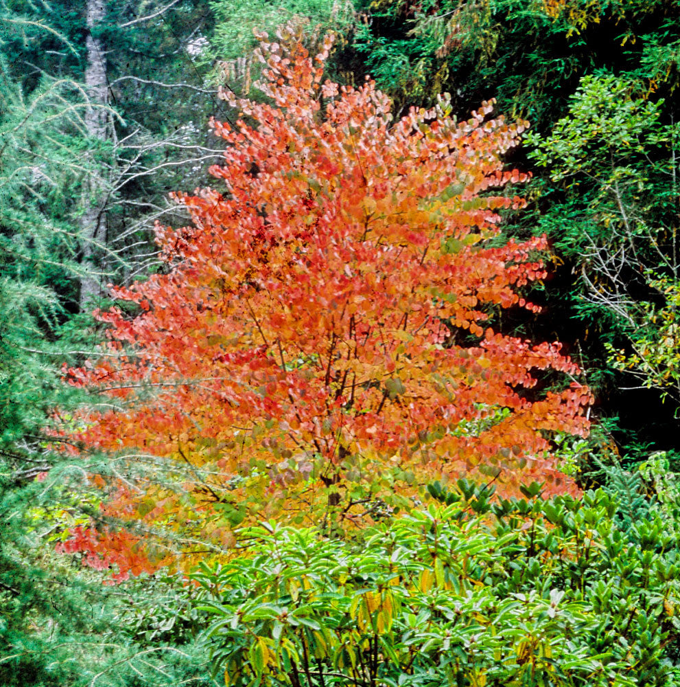 Katsura Tree