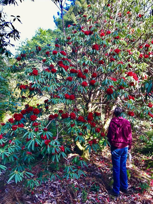 Ken's Big Arboreum