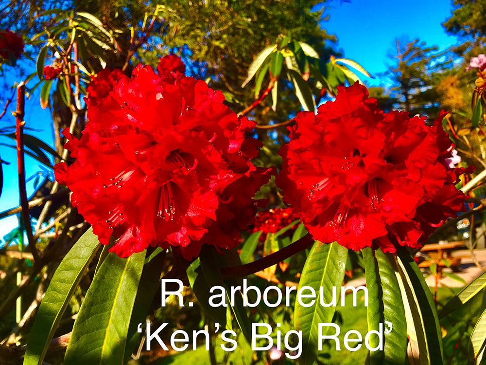 Ken's Big Arboreum