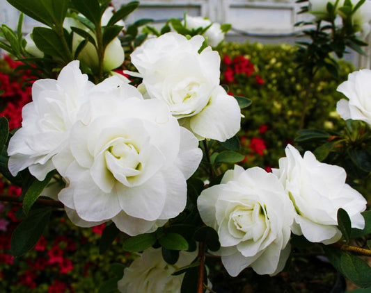 Kerrigan's Bride's Boquet