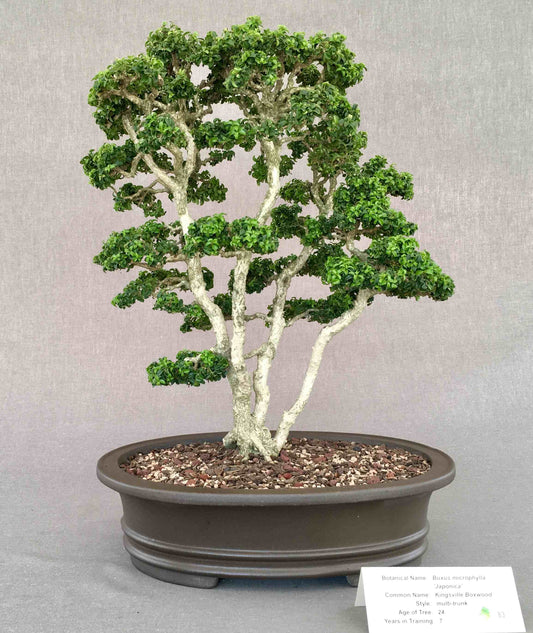Buxus microphylla 'Kingsville Dwarf'