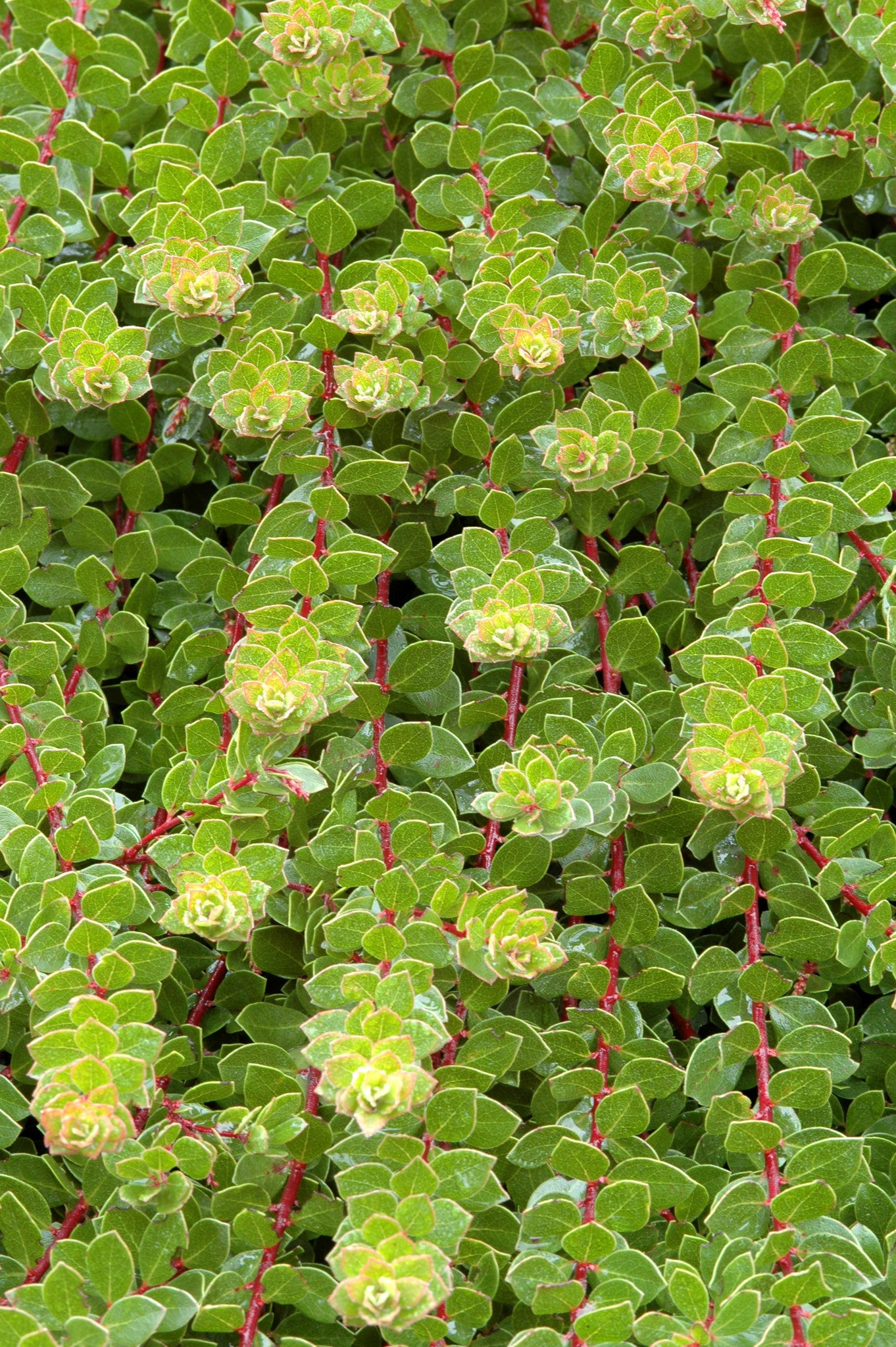 Arctostaphylos uva-ursi var. Massachusetts