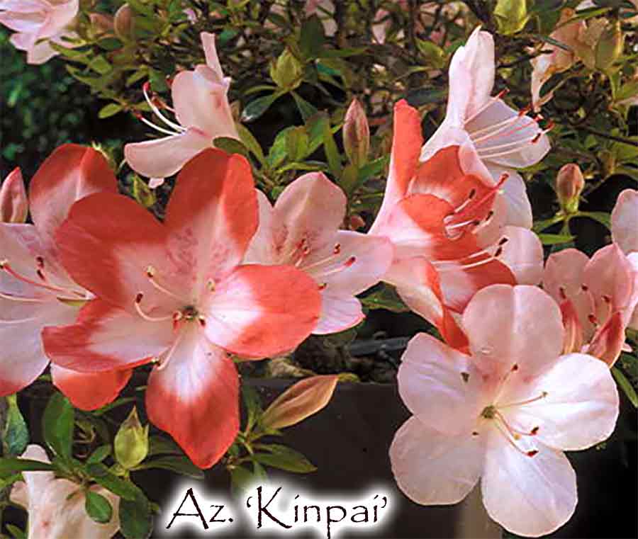 Az. 'Kinpai'