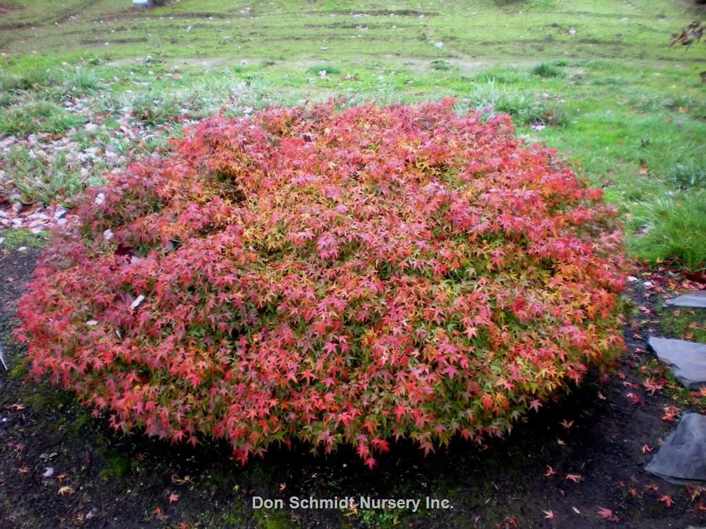 Acer palmatum 'Kiyohime Yatsubusa'