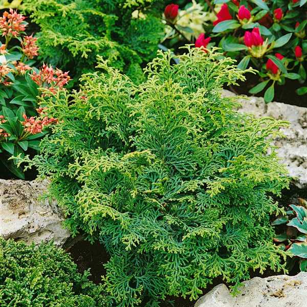 Chamaecyparis obtusa 'Kosteri Fast Form'