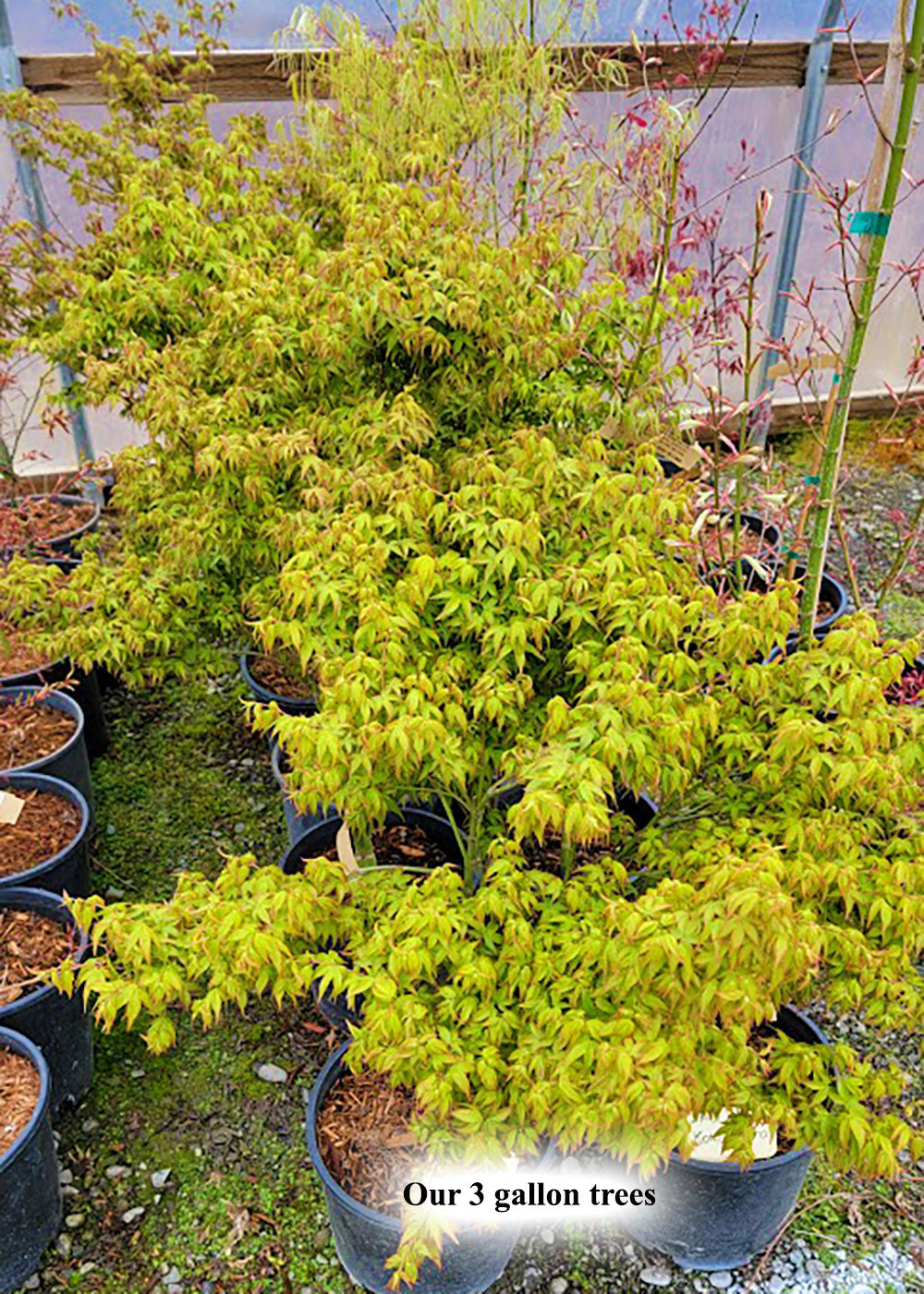 Acer palmatum 'Kiyohime Yatsubusa'