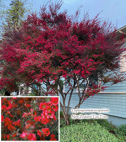 Leptospermum scoparium  'Ruby Glow'