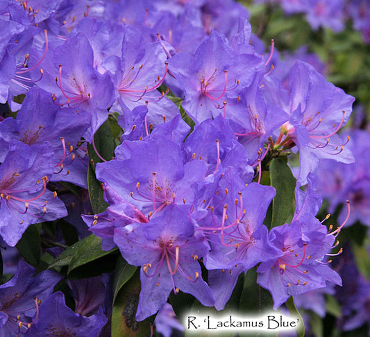 R. augustinii 'Lackamus Blue'