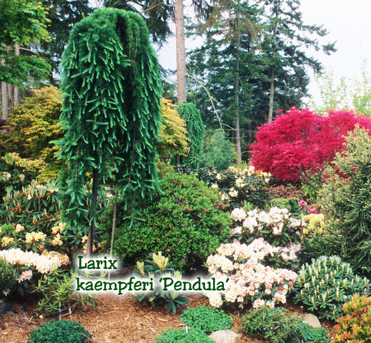 Larix k. 'Pendula'