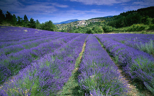 Lavender Provence  -  Lavendula x intermedia