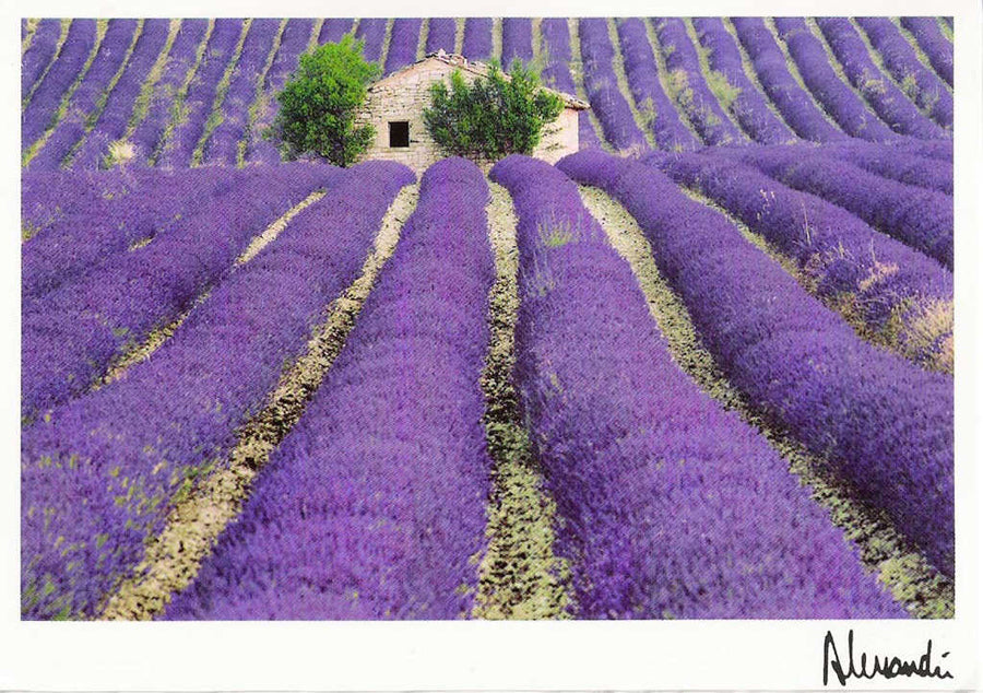 Lavender Provence  -  Lavendula x intermedia