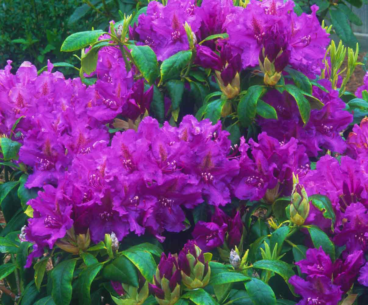 R. 'Lee's Dark Purple'