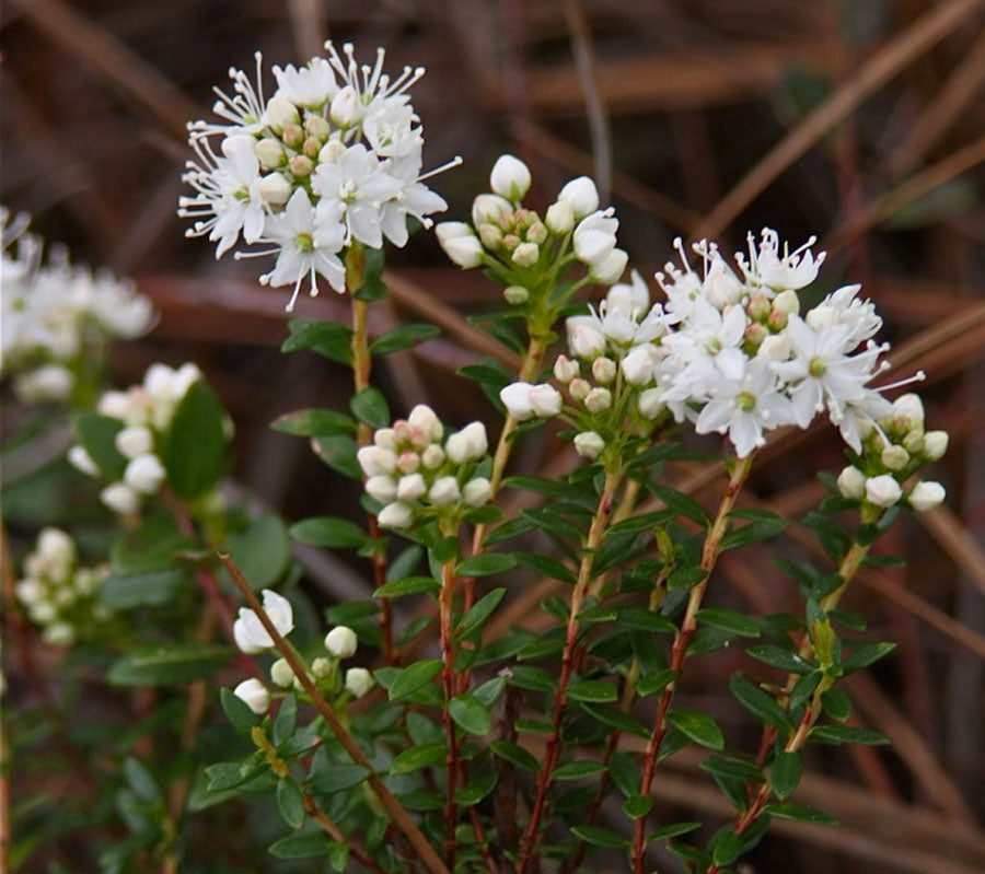 Sand-myrtle (Leiophyllum buxifolium)