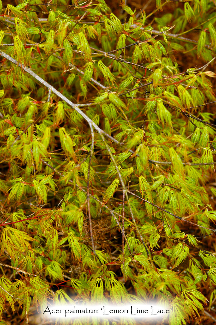 Acer palmatum 'Lemon Lime Lace'