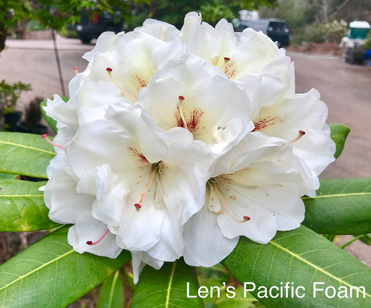 R. 'Len's Pacific Foam'