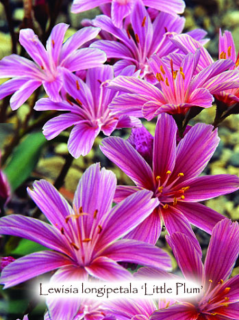 Lewisia longipetala 'Little Plum'