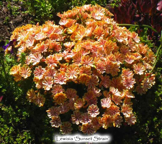 Lewisia Cotyledon Sunset Strain