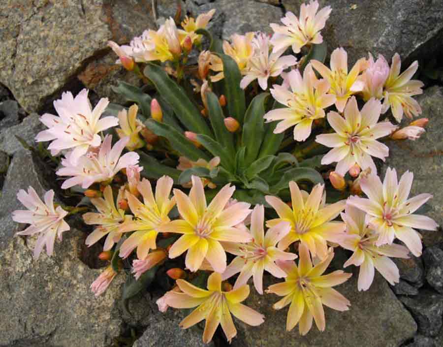 Lewisia longipetala 'Little Peach'