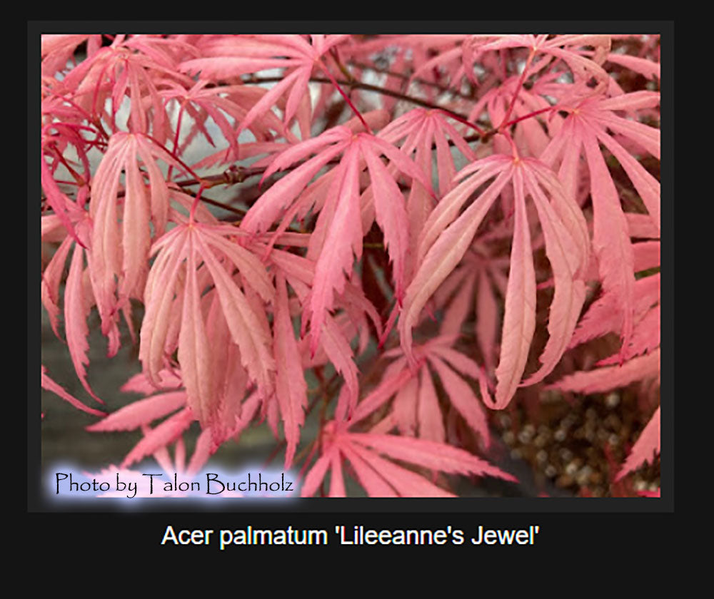 Acer palmatum 'Lileeanne's Jewell'